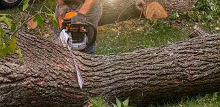 How Our Tree Care Process Works  in  Pomona Park, FL